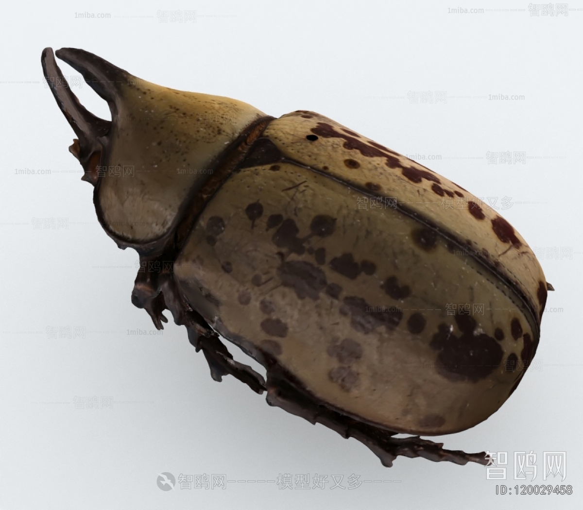 Modern Other Animals