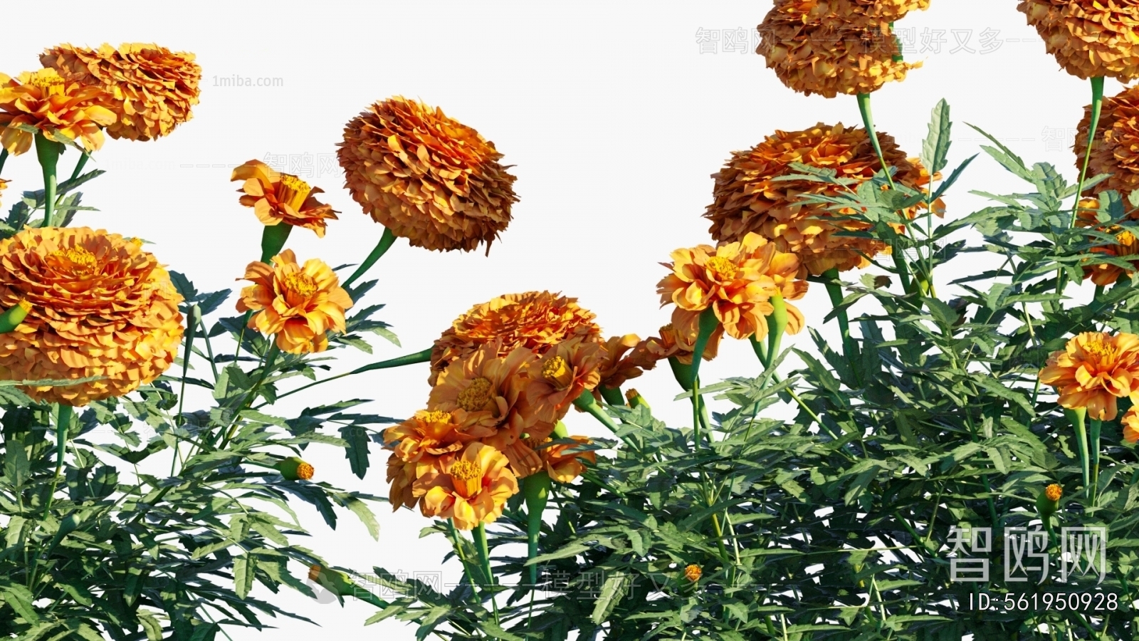 Modern Flowers And Grass