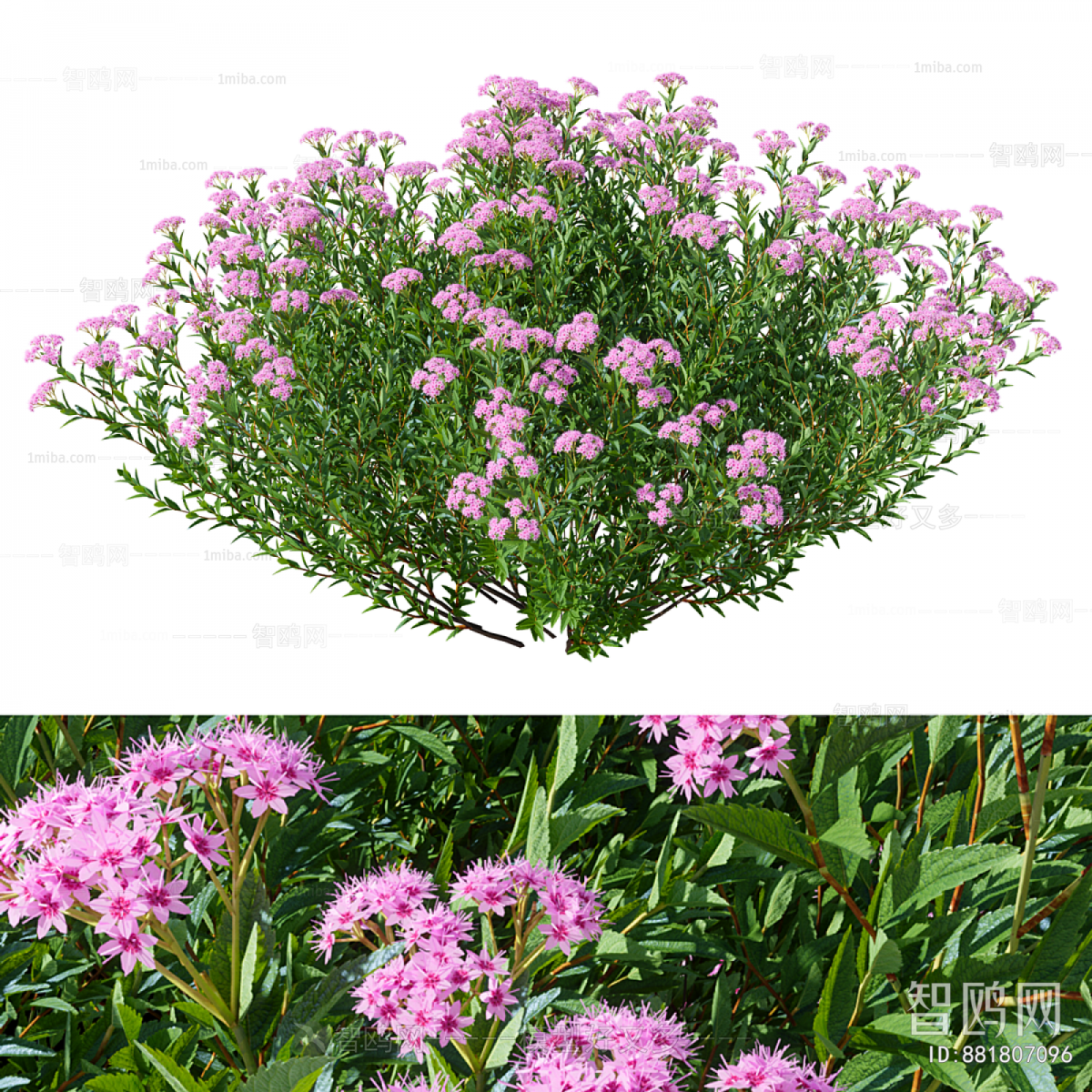 Modern Flowers And Grass