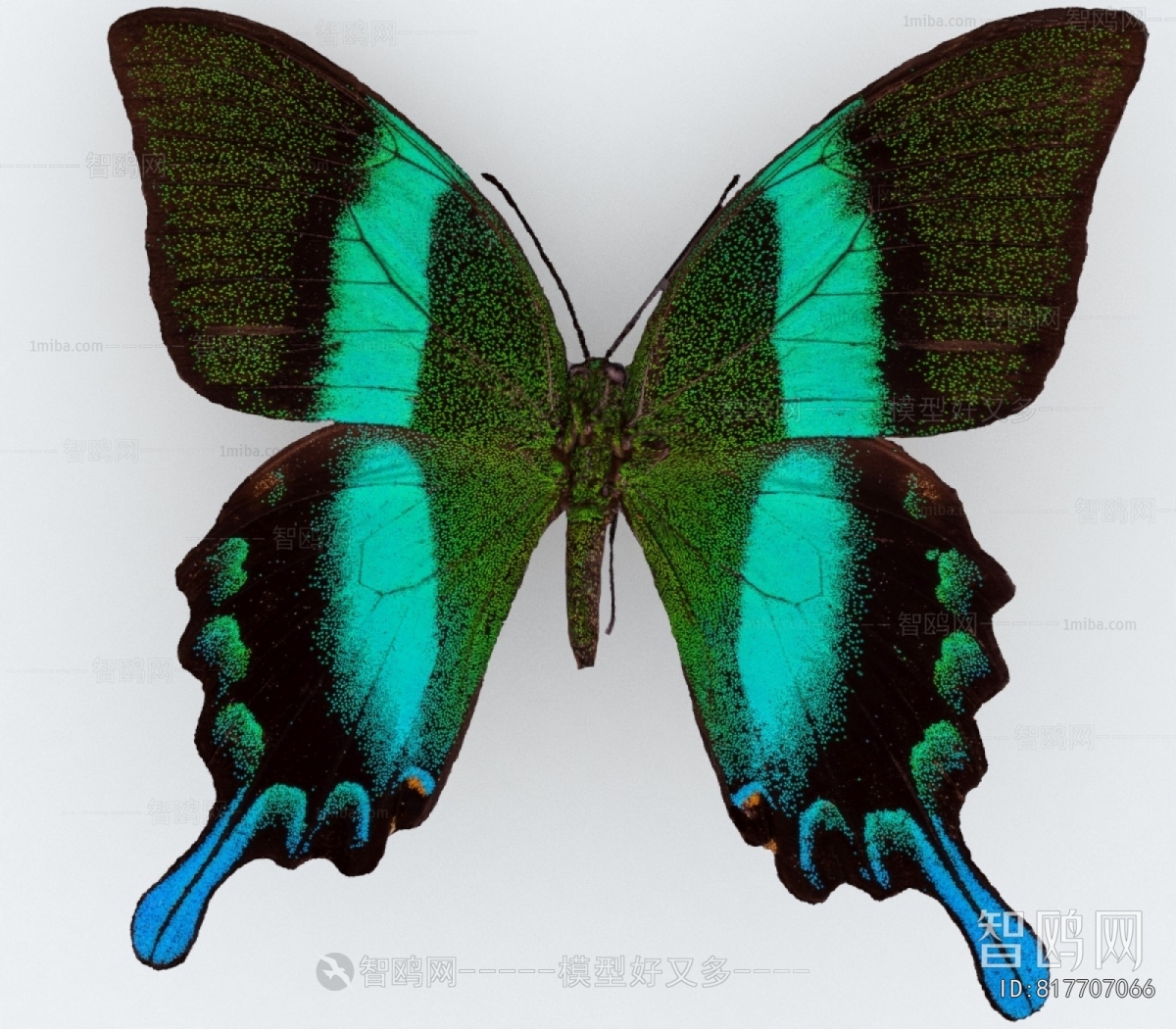 Modern Other Animals