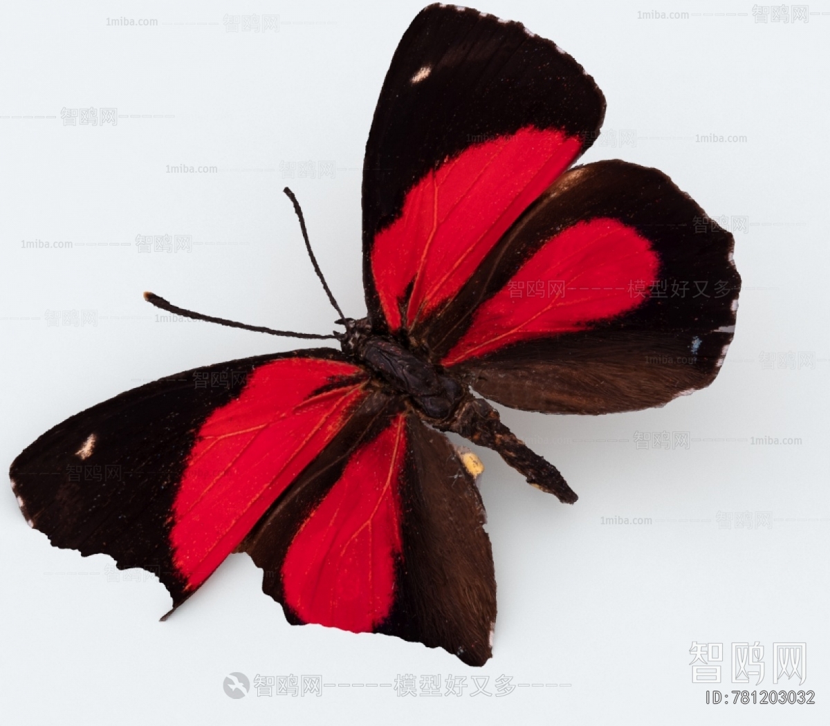 Modern Other Animals