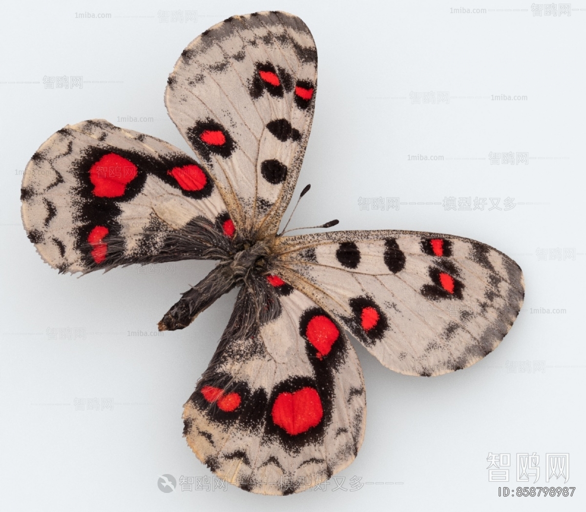 Modern Other Animals