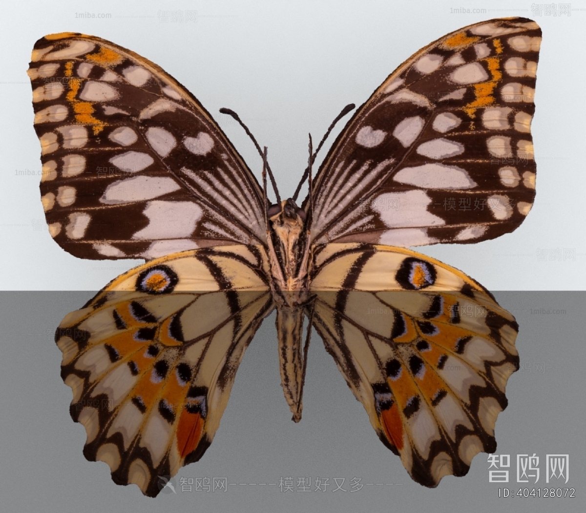 Modern Other Animals