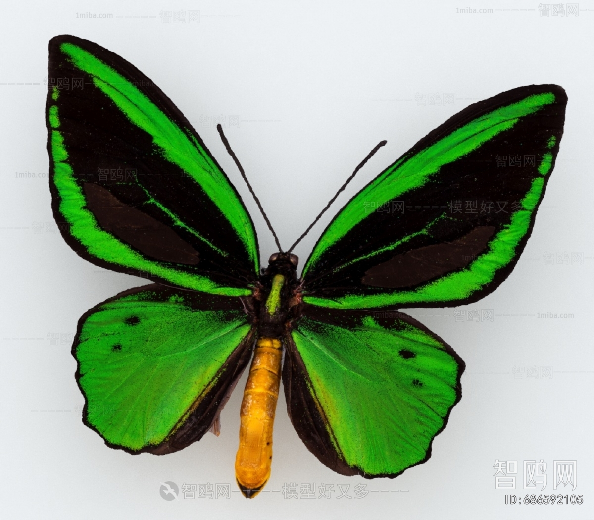 Modern Other Animals