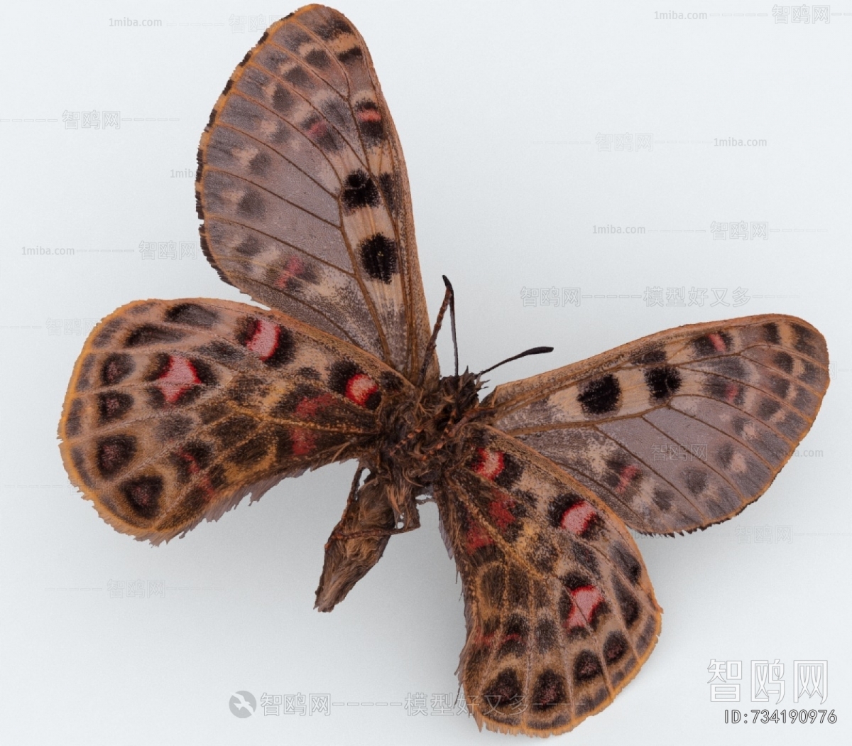 Modern Other Animals