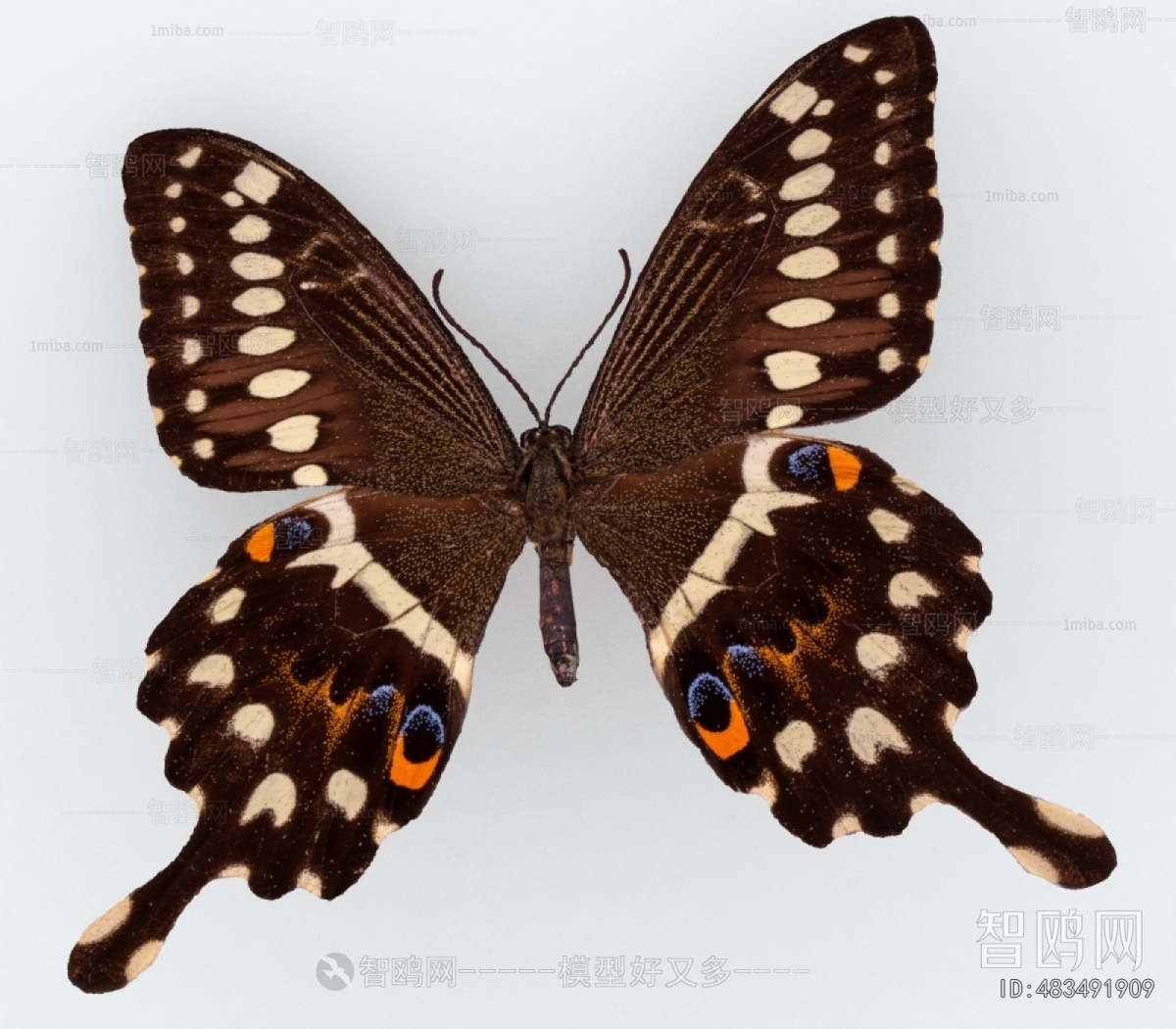 Modern Other Animals