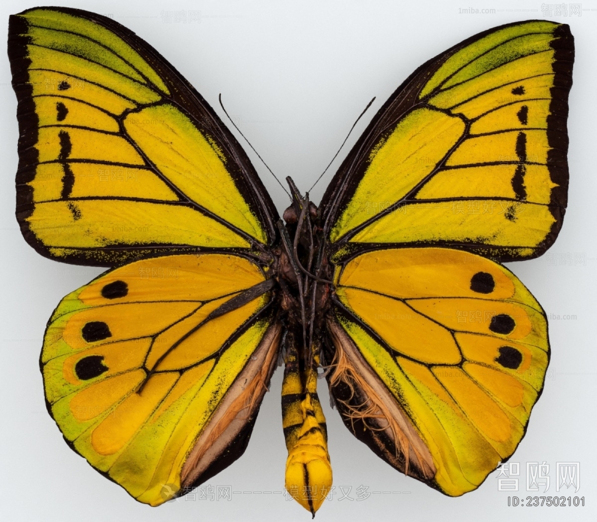 Modern Other Animals