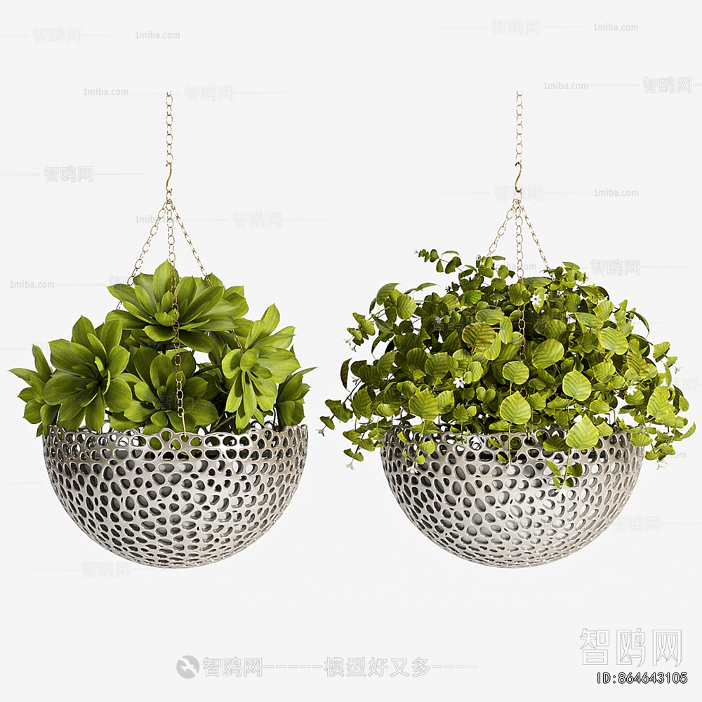 Modern Chlorophytum Comosum