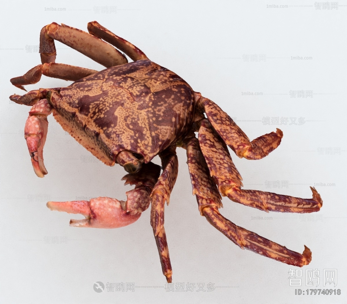 Modern Aquatic Animals