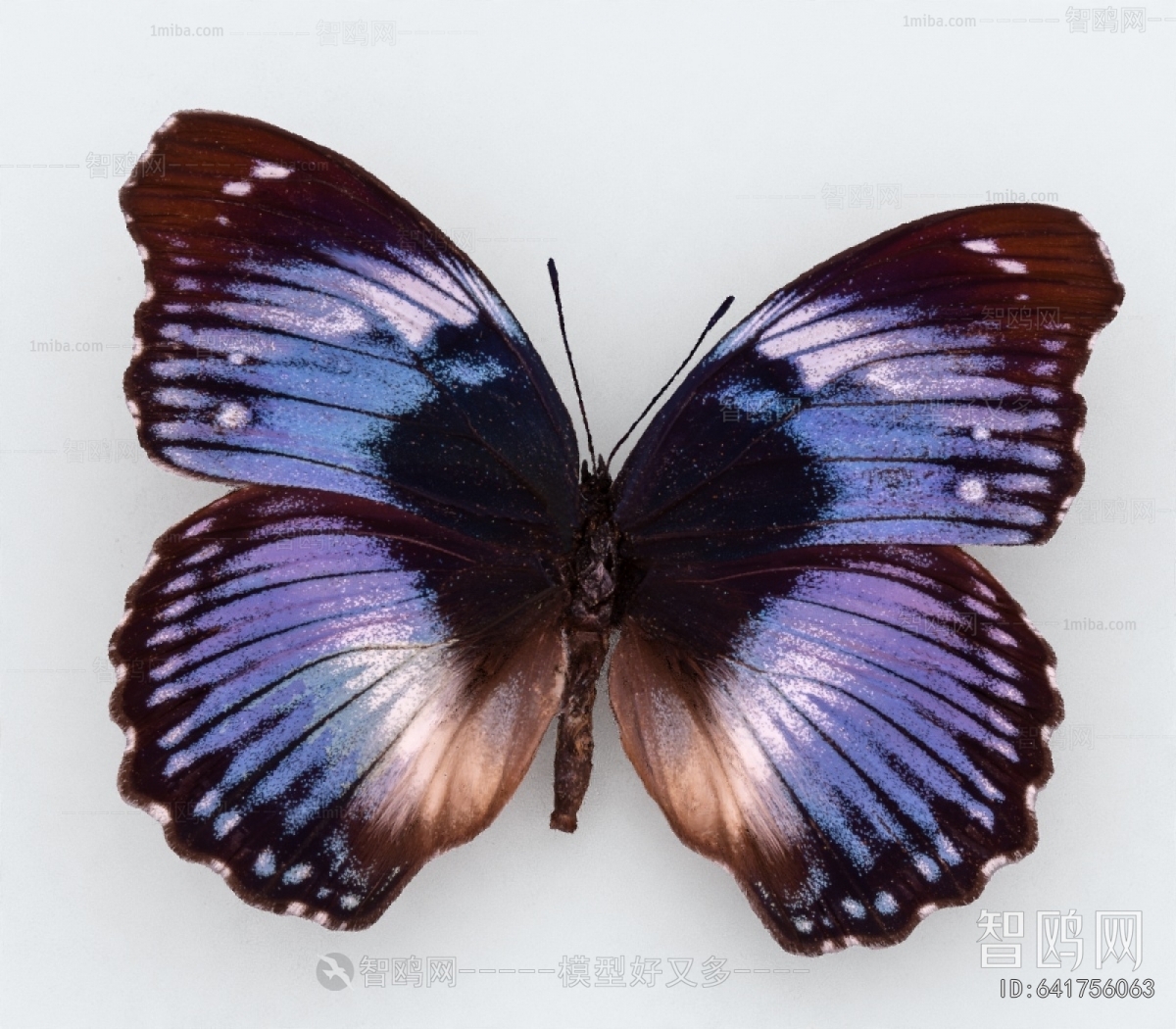 Modern Other Animals