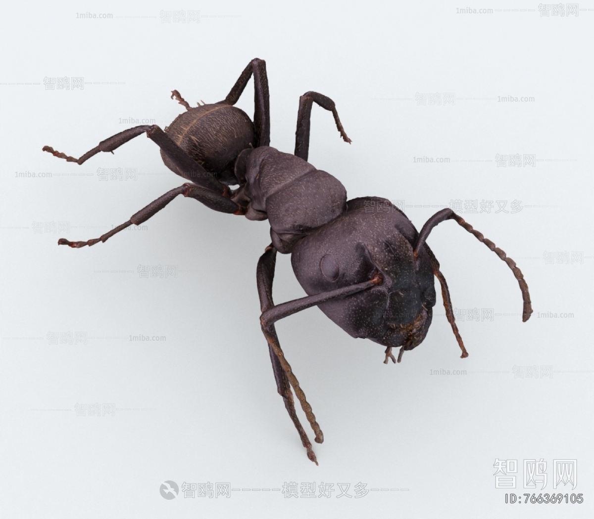 Modern Other Animals