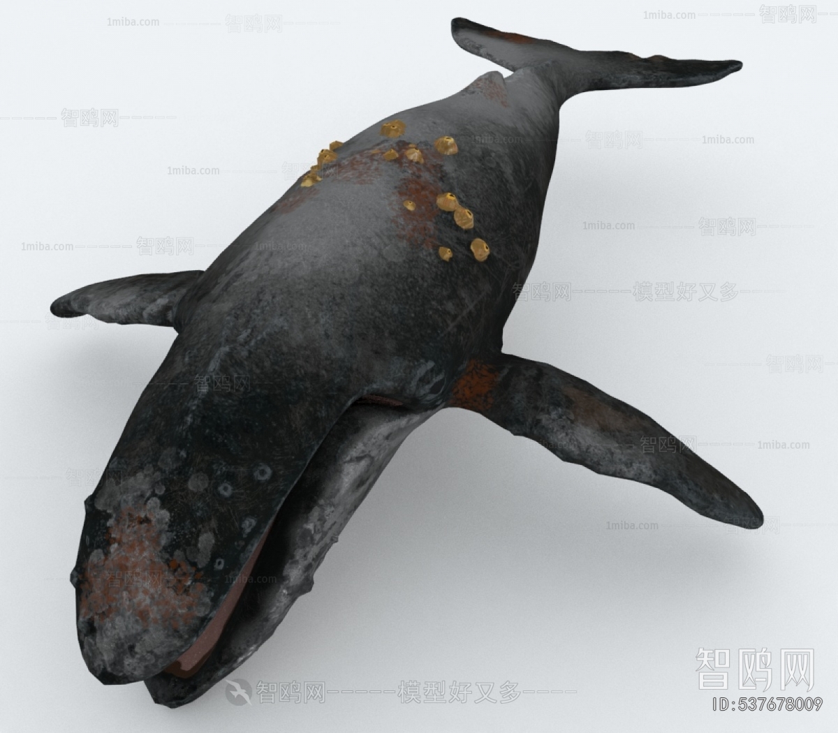 Modern Aquatic Animals