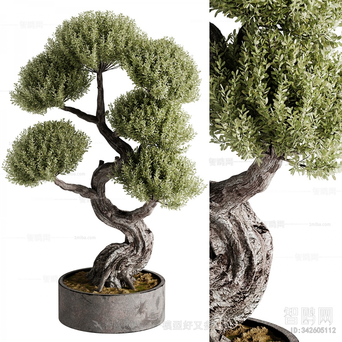 Modern Bonsai