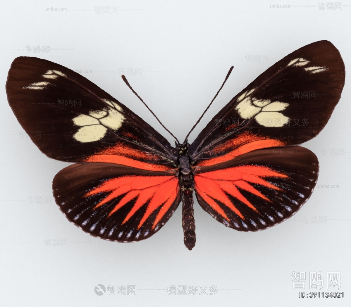 Modern Flying Animals