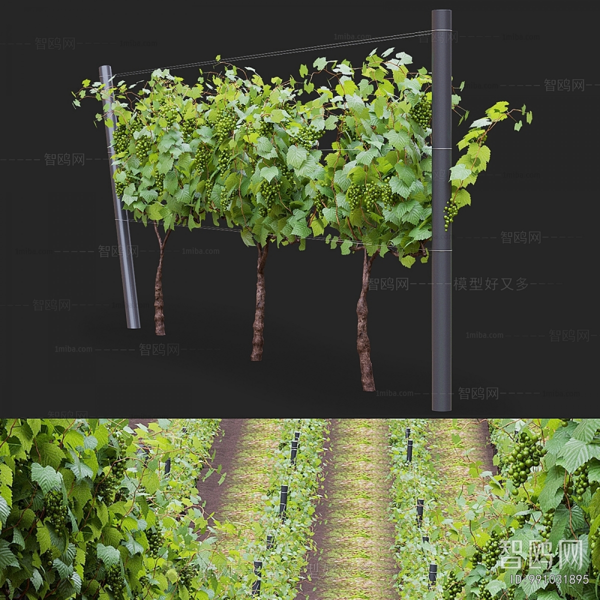 Modern Vine