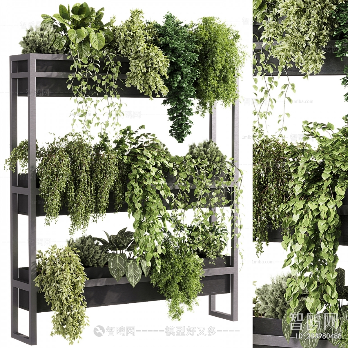 Modern Chlorophytum Comosum