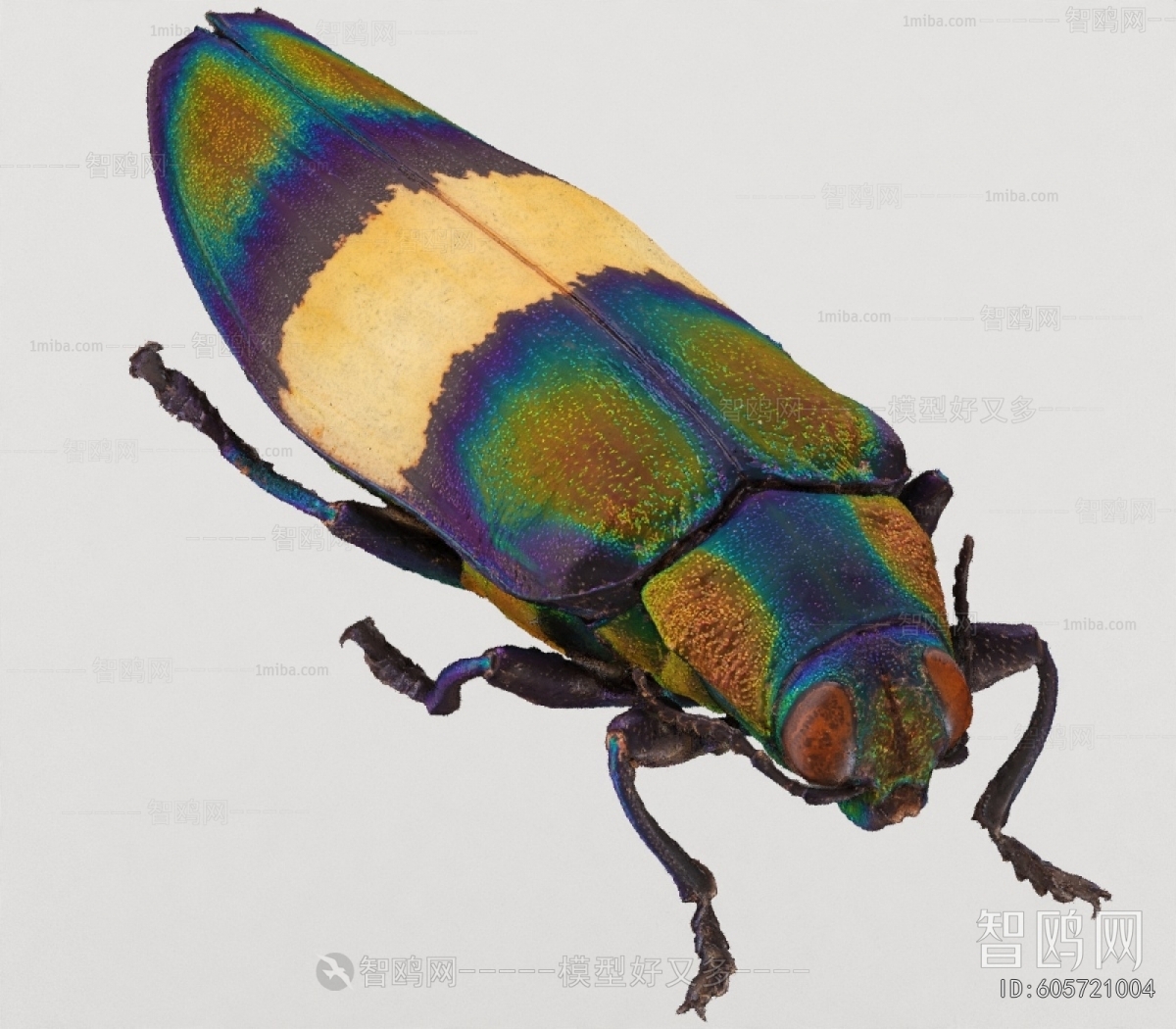 Modern Flying Animals