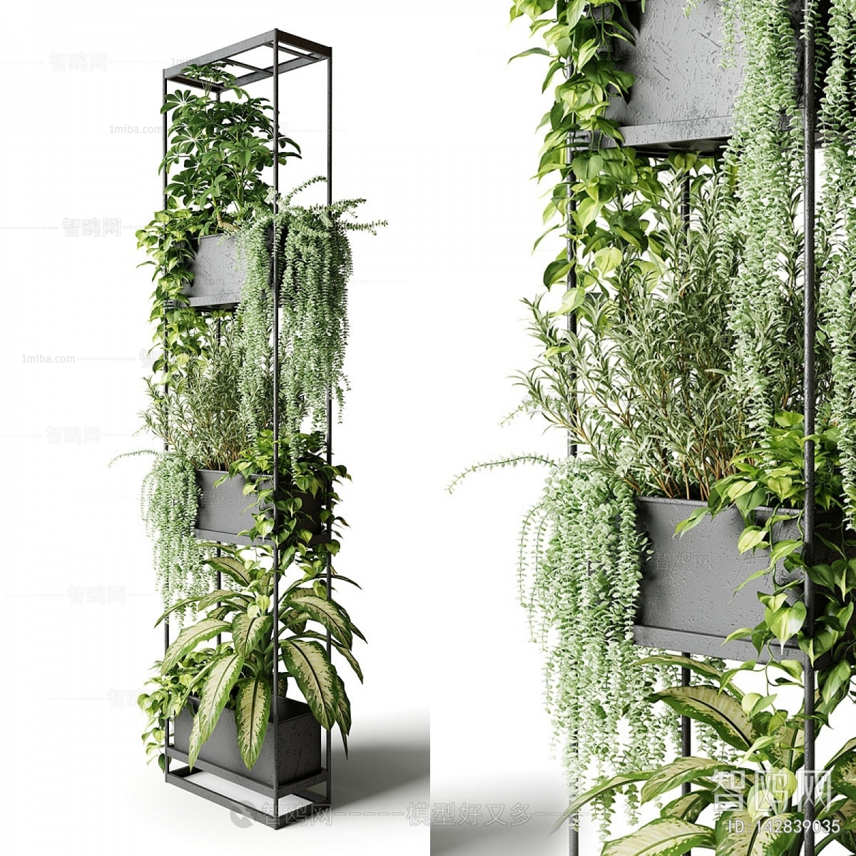 Modern Chlorophytum Comosum