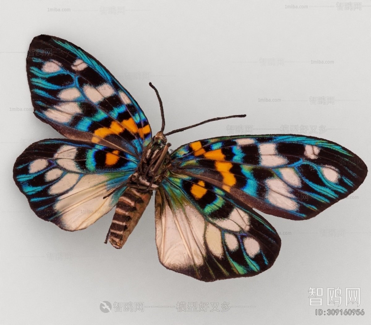 Modern Flying Animals