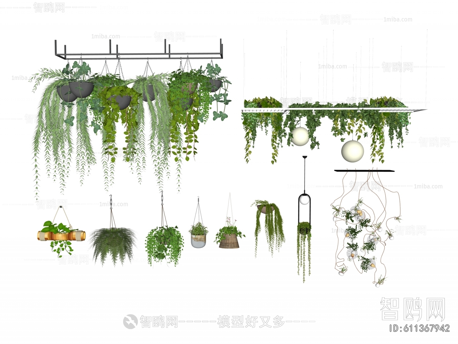 Modern Chlorophytum Comosum