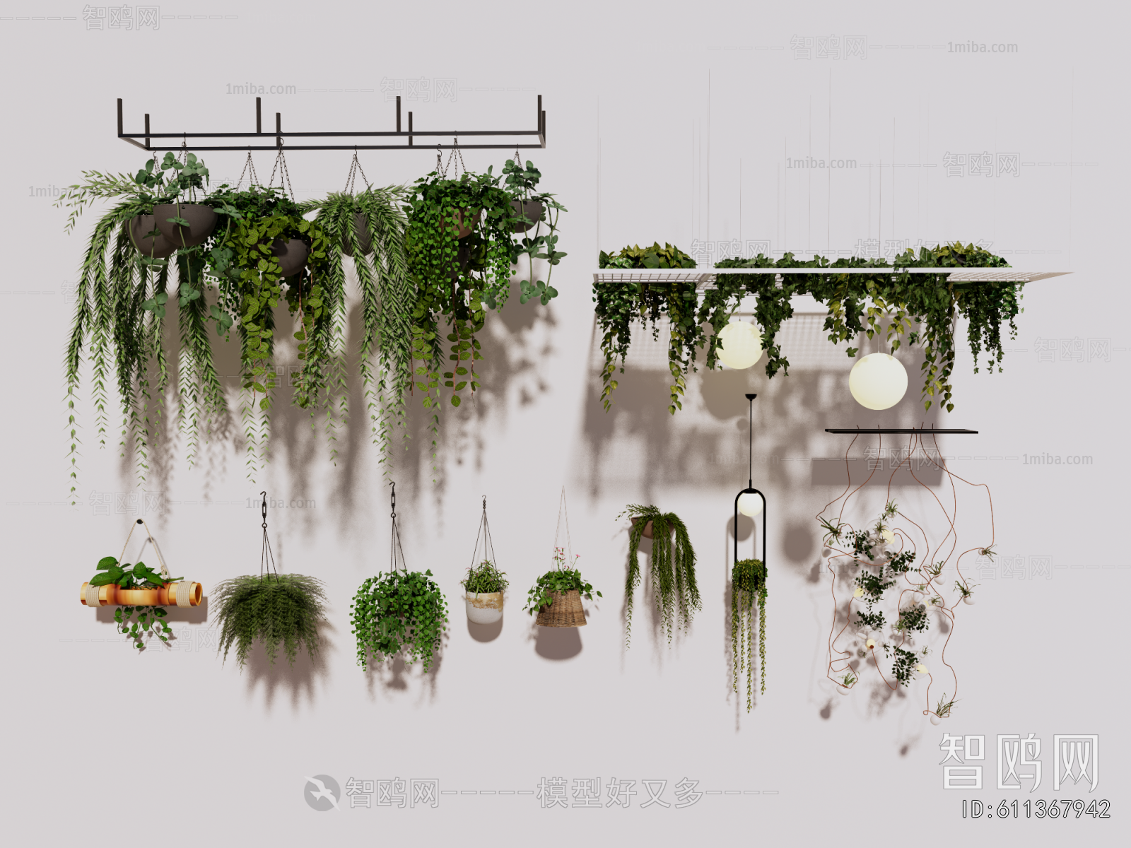 Modern Chlorophytum Comosum