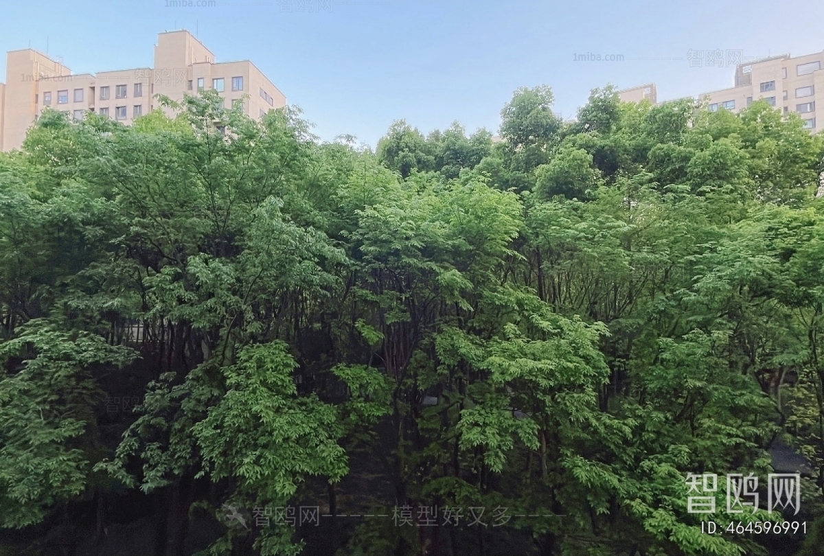 现代小区树木外景