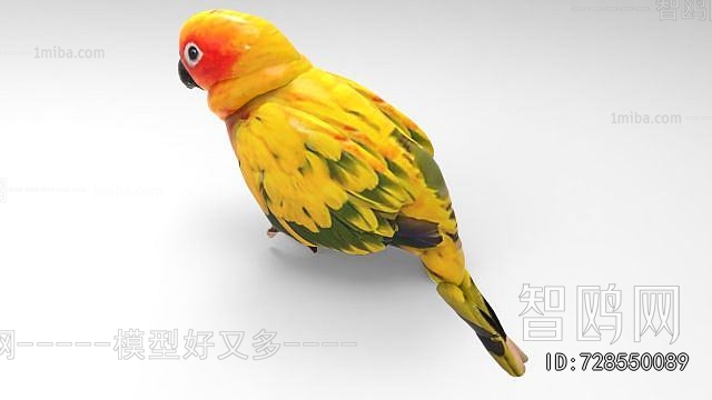 Modern Flying Animals