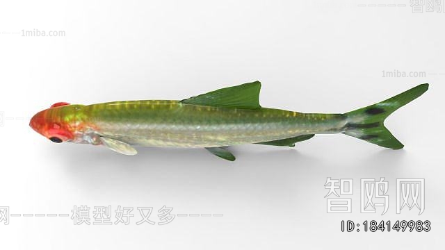 Modern Aquatic Animals