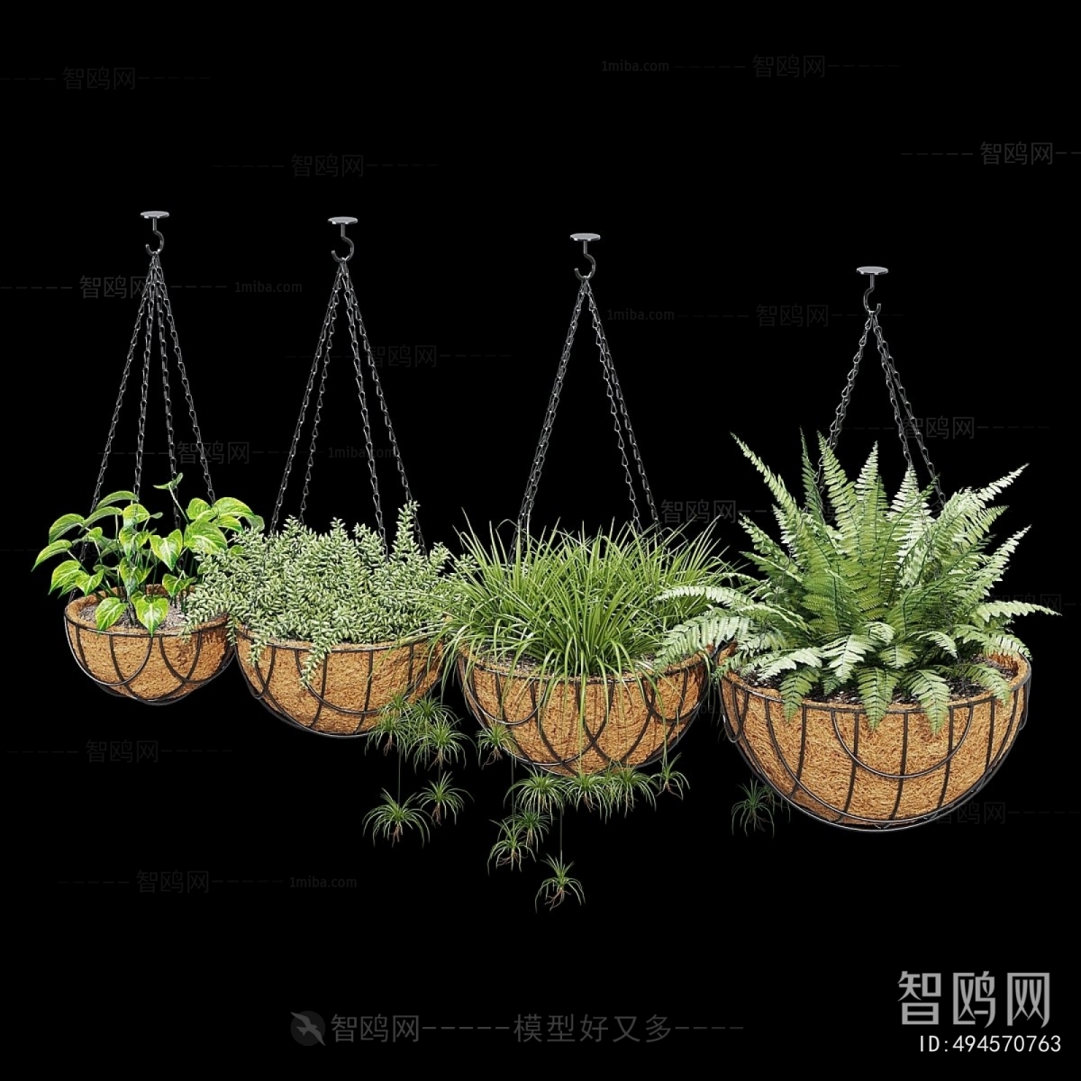 Modern Chlorophytum Comosum