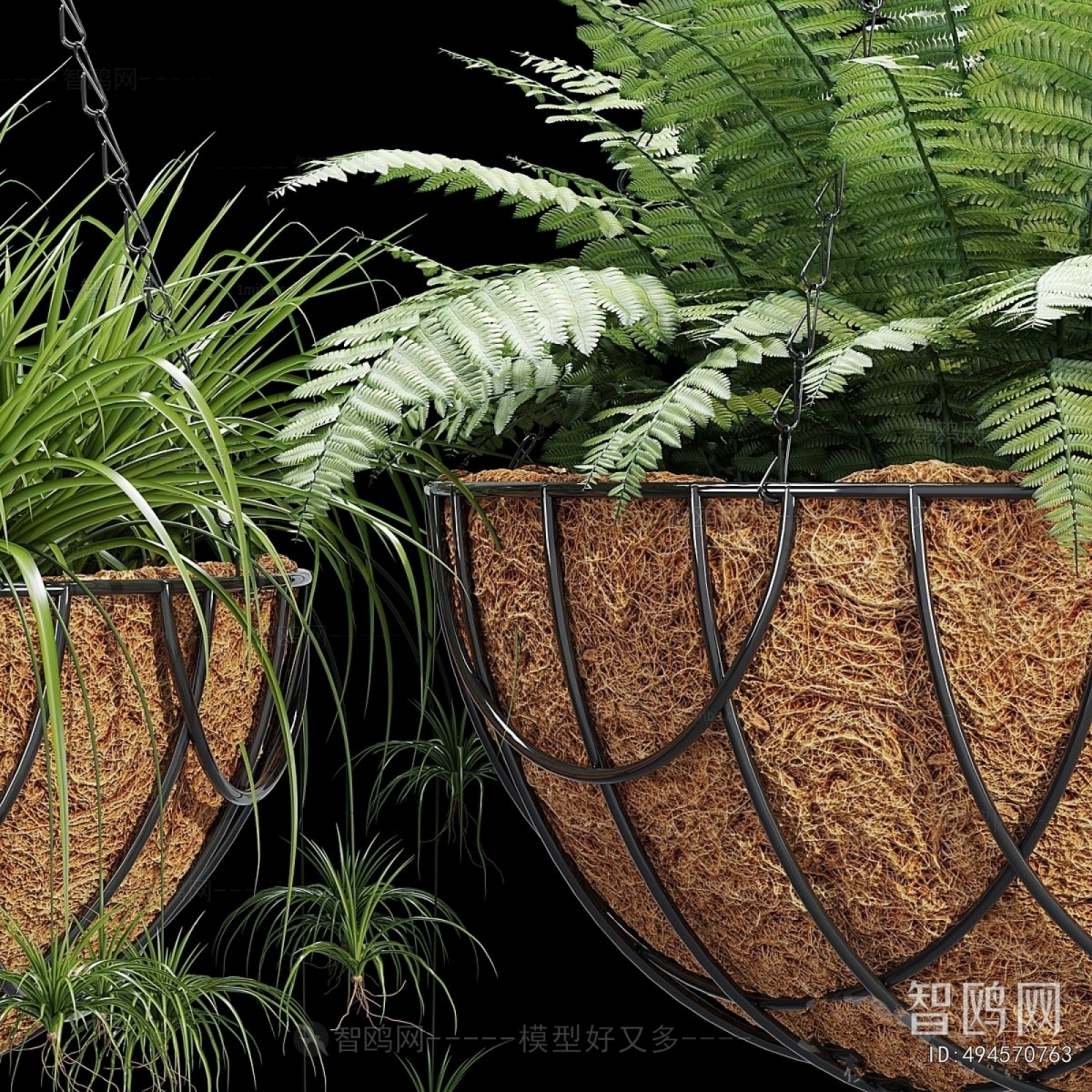 Modern Chlorophytum Comosum