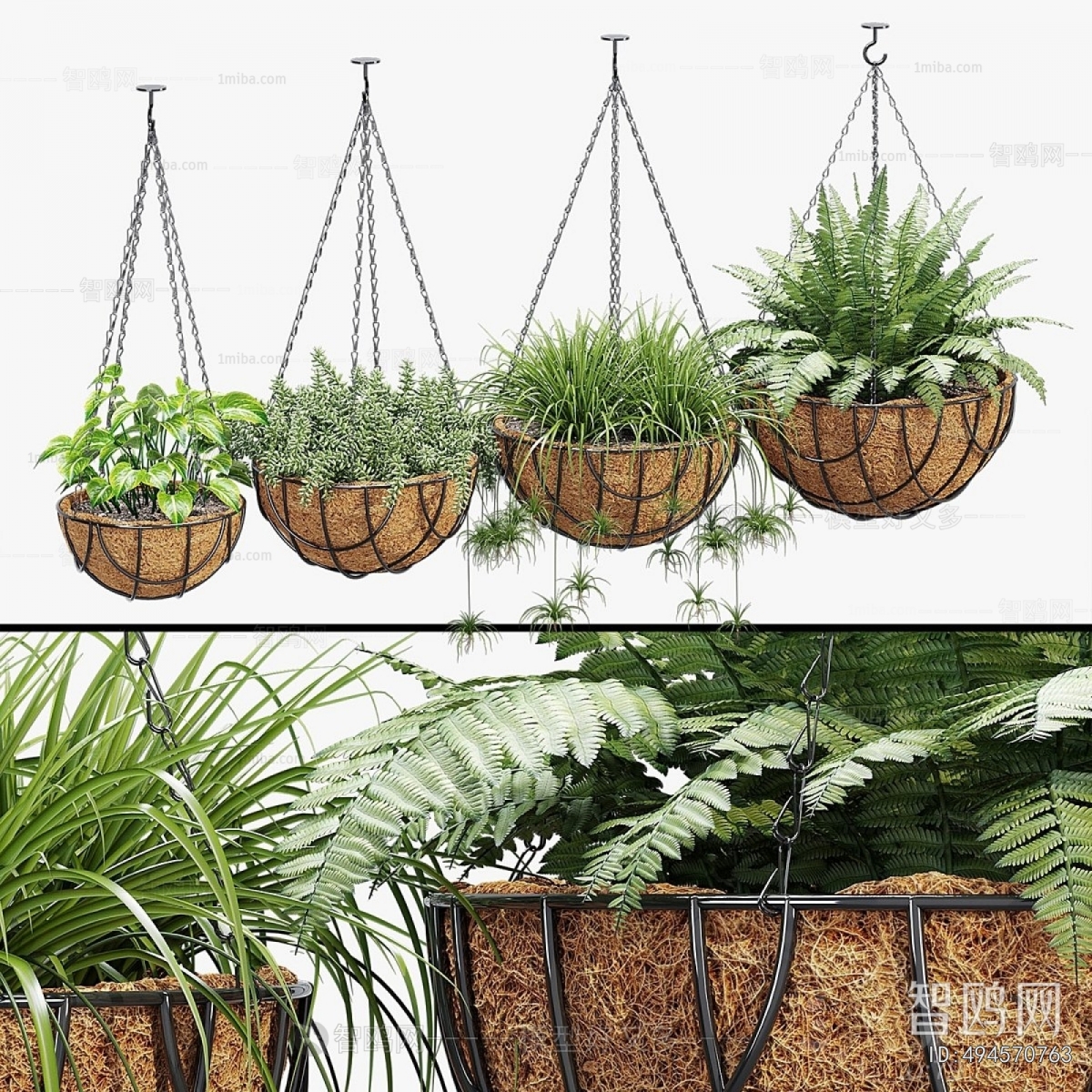 Modern Chlorophytum Comosum