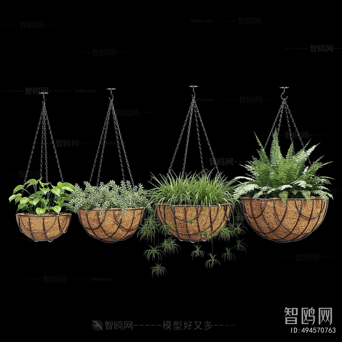 Modern Chlorophytum Comosum