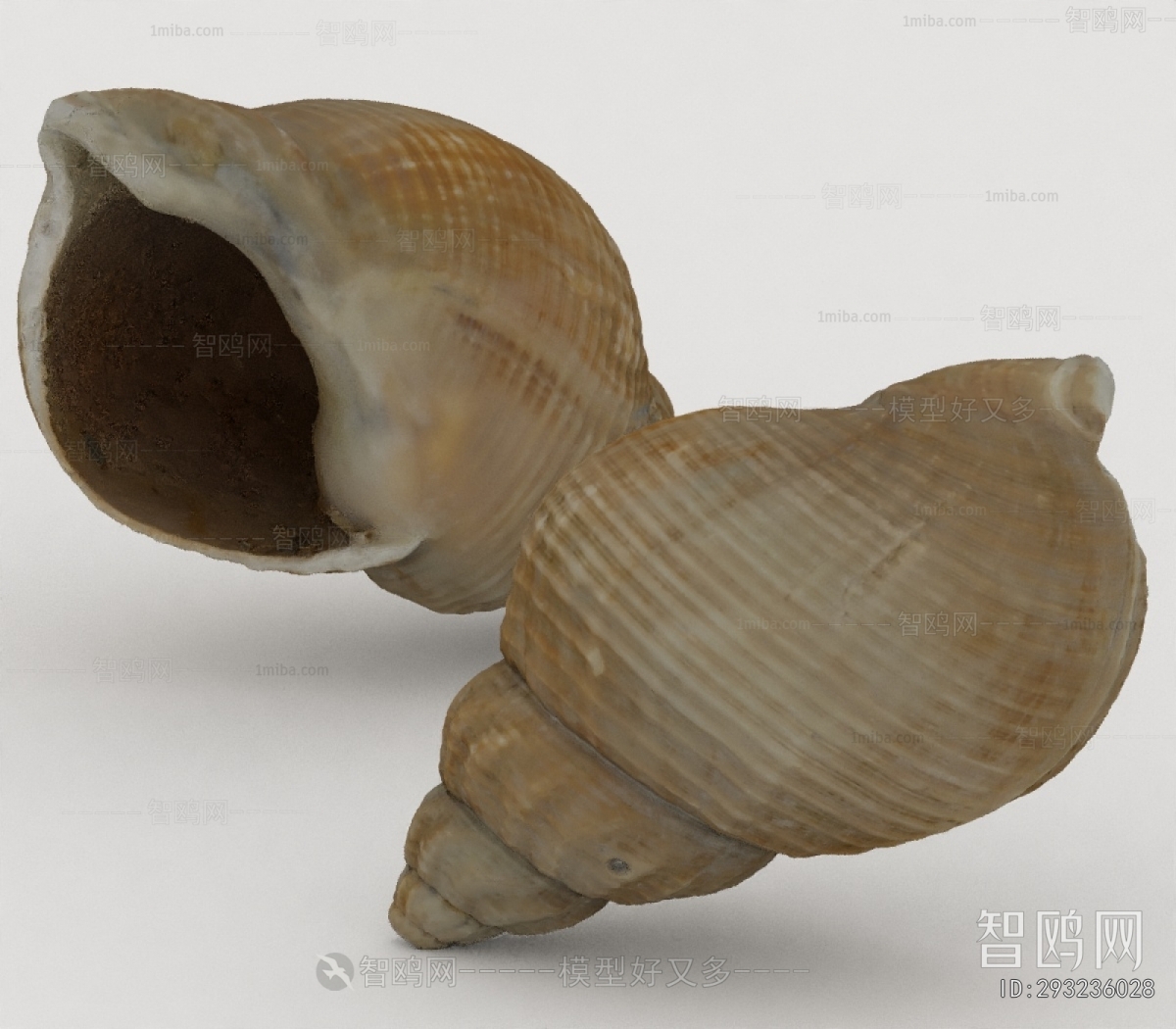 Modern Aquatic Animals