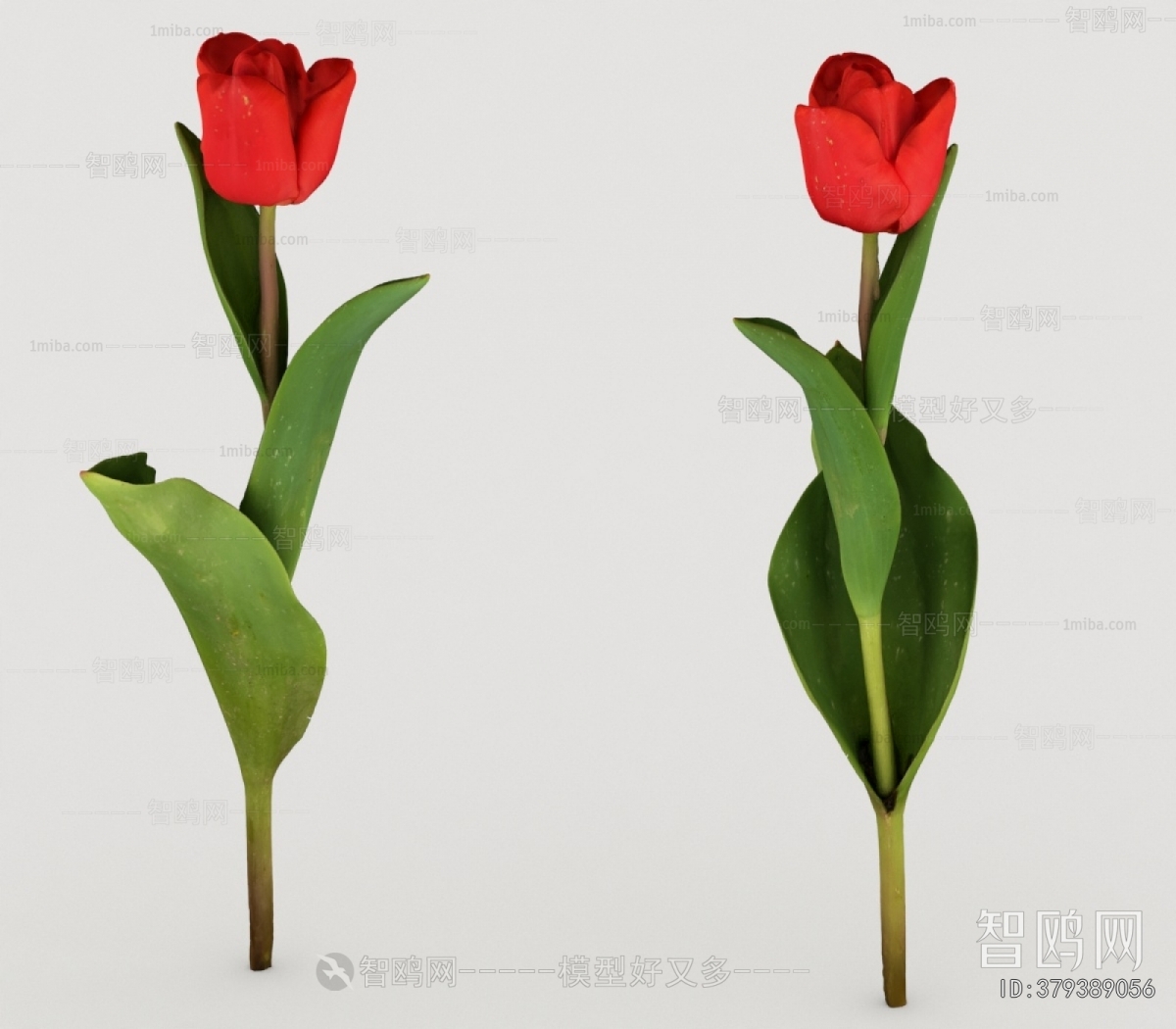 Modern Flowers And Grass