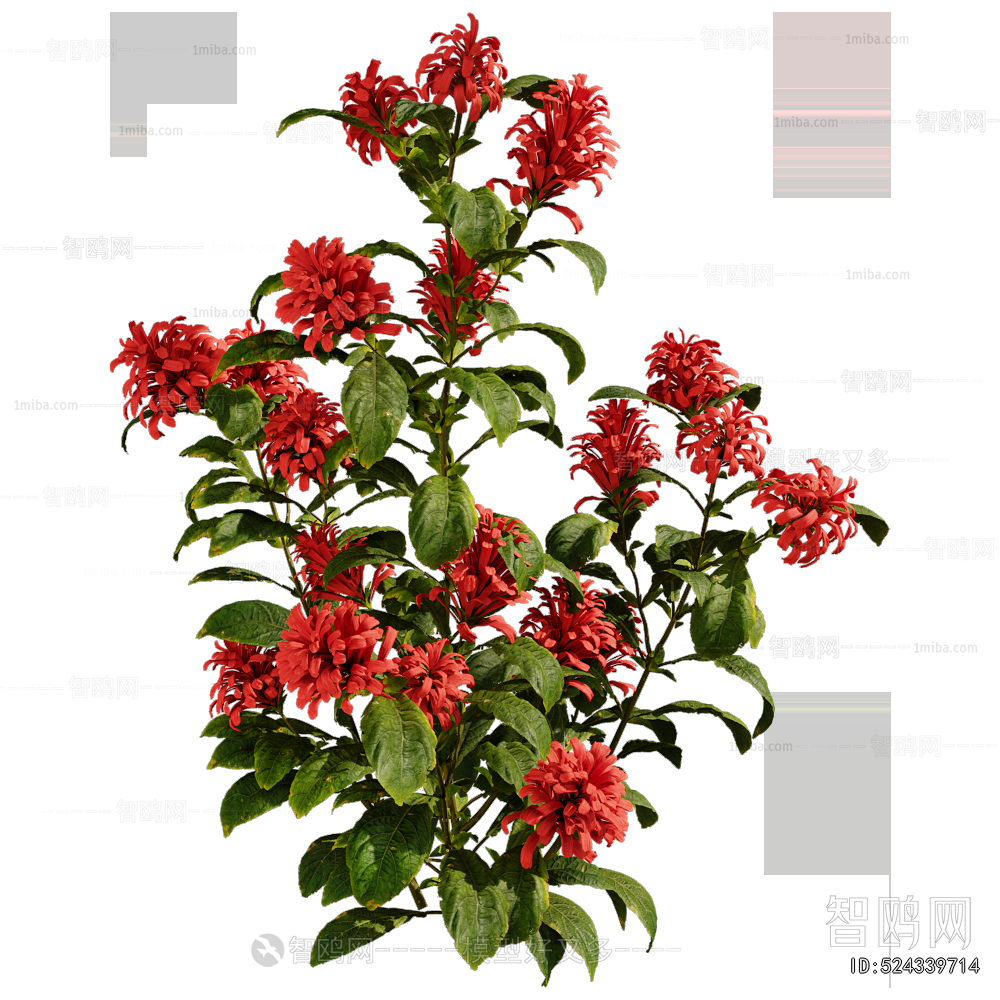 Modern Flowers And Grass