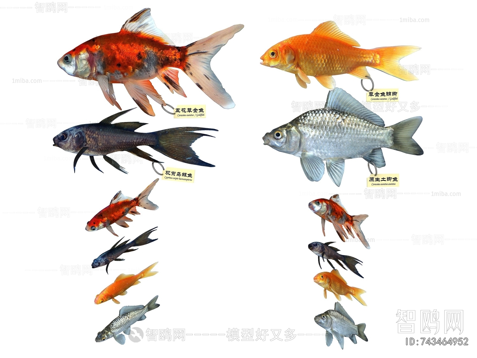 Modern Aquatic Animals