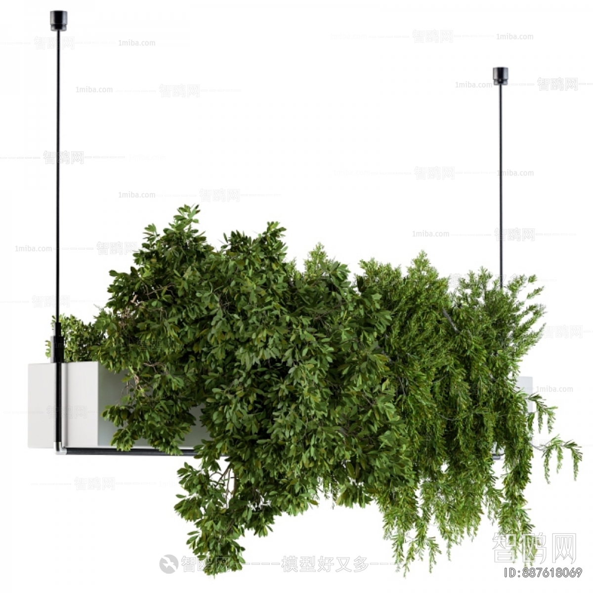 Modern Chlorophytum Comosum