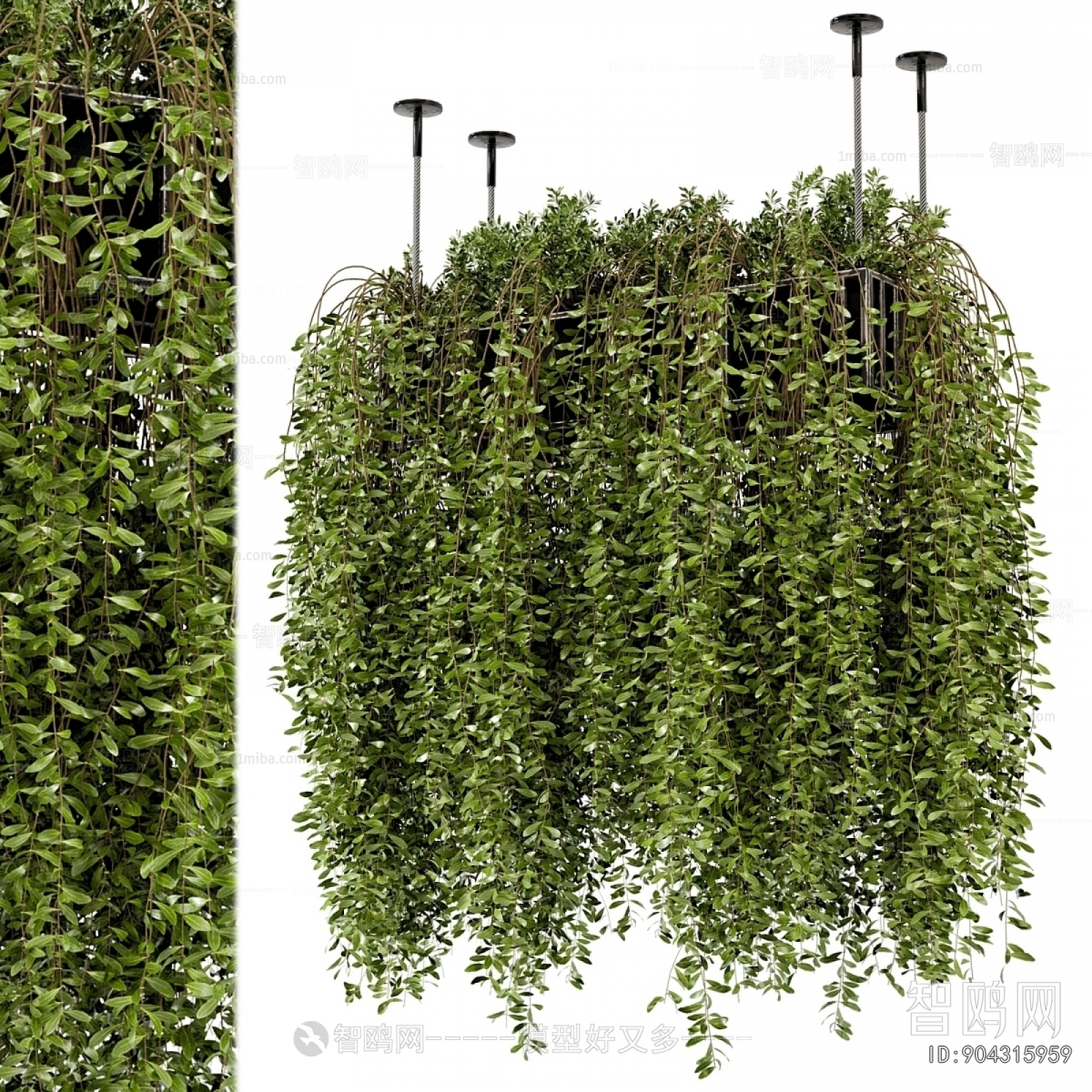 Modern Chlorophytum Comosum