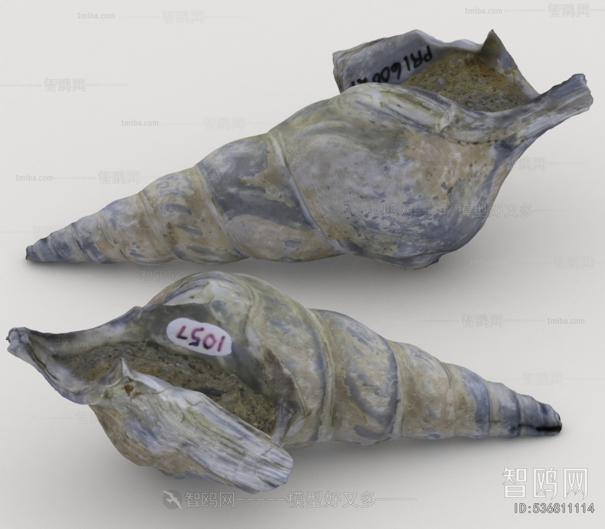 Modern Aquatic Animals