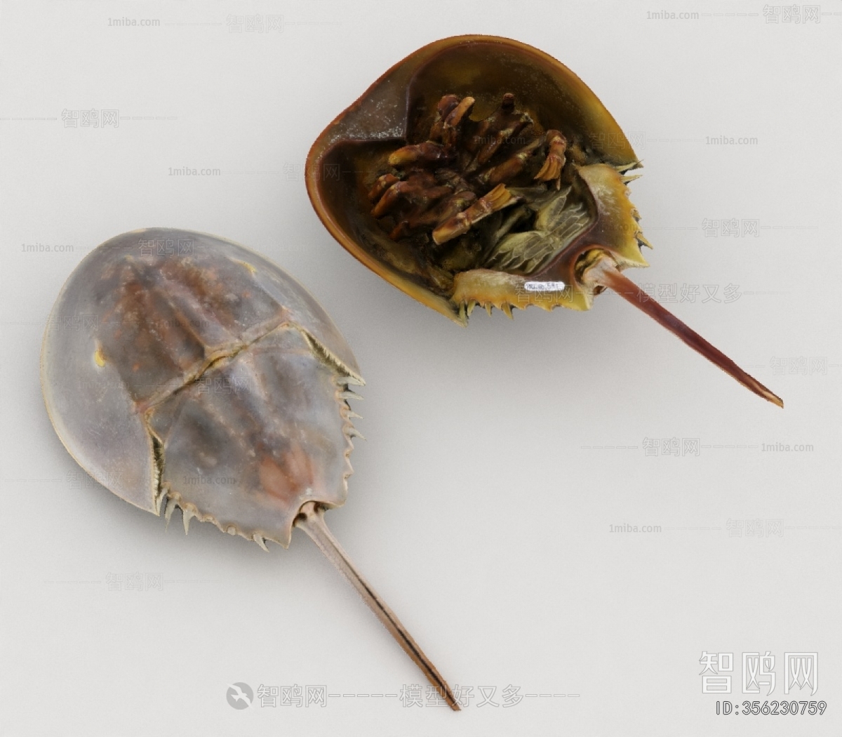 Modern Aquatic Animals