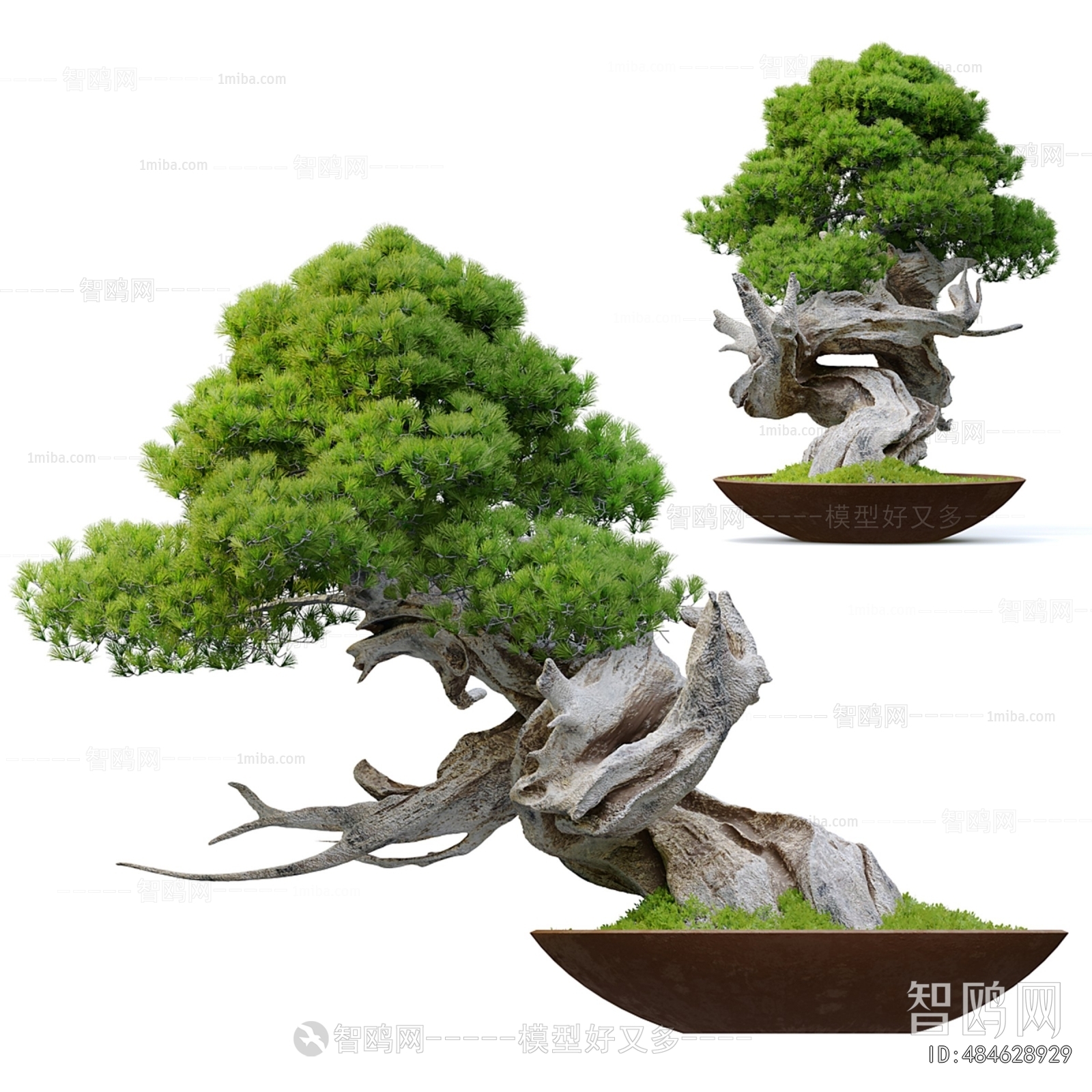 Modern Bonsai