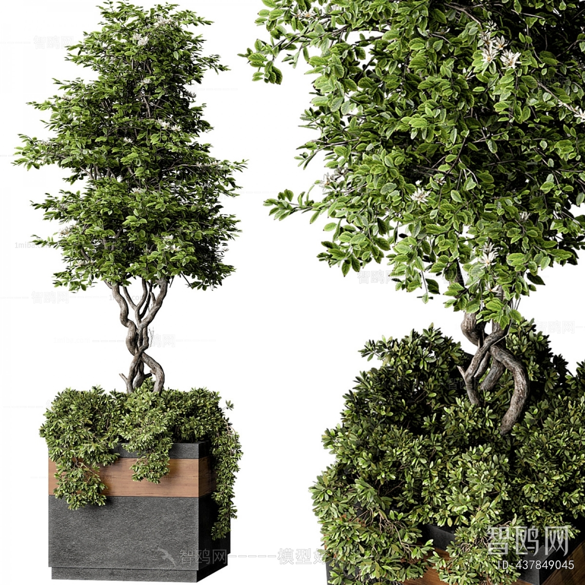 Modern Ground Green Plant Potted Plants