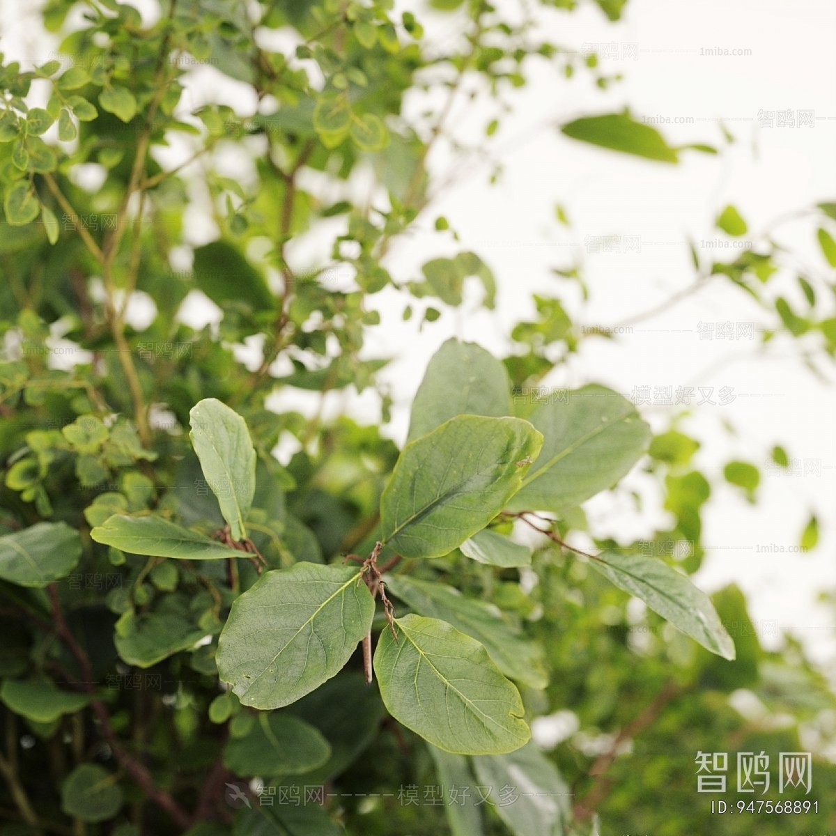 Modern Ground Green Plant Potted Plants