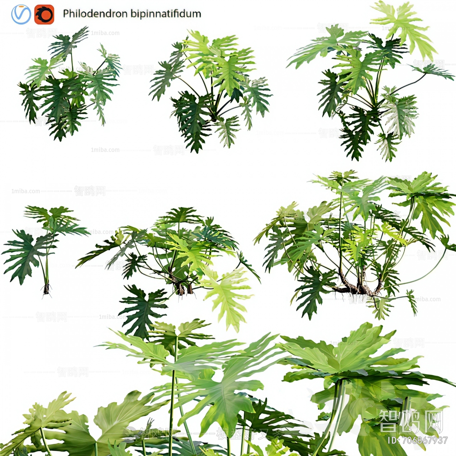 现代植物组合