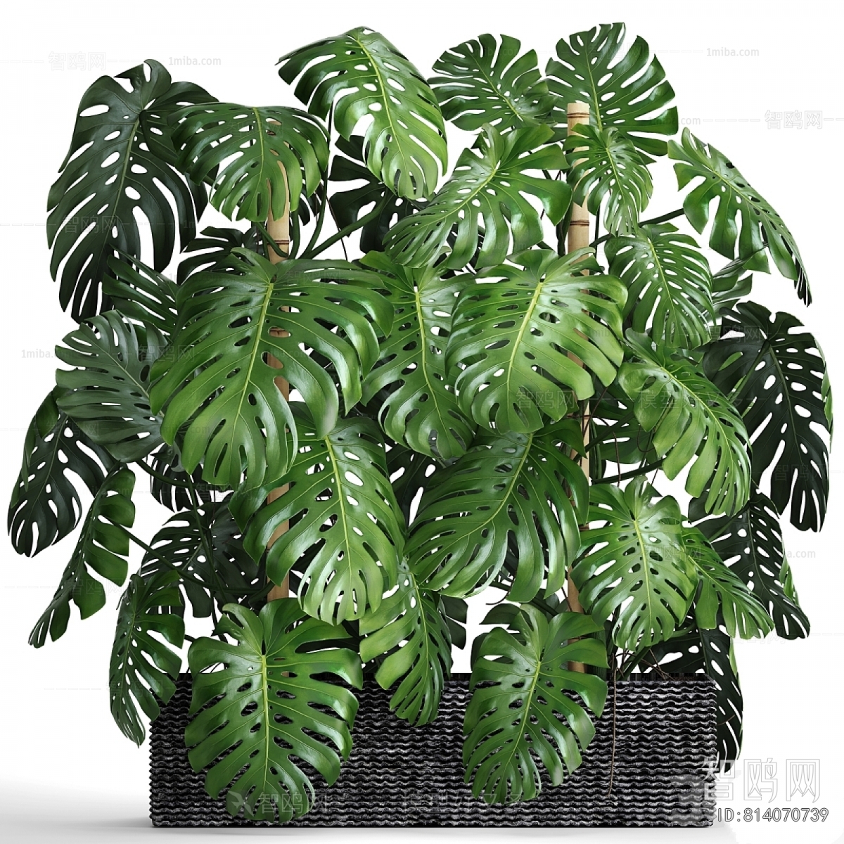 Modern Potted Green Plant