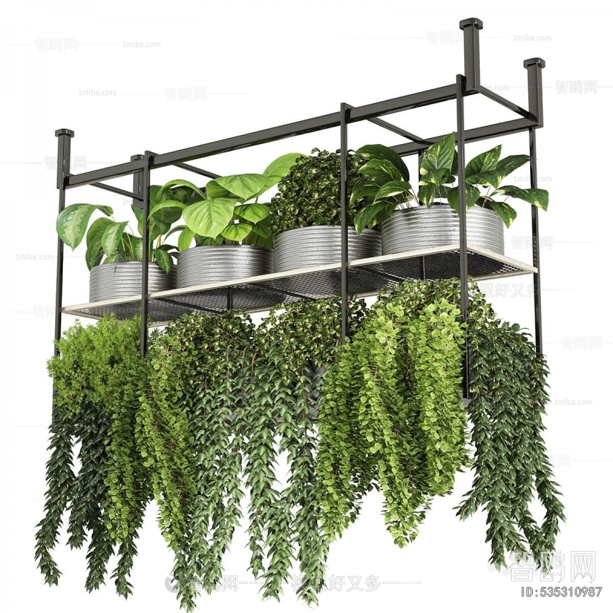 Modern Chlorophytum Comosum