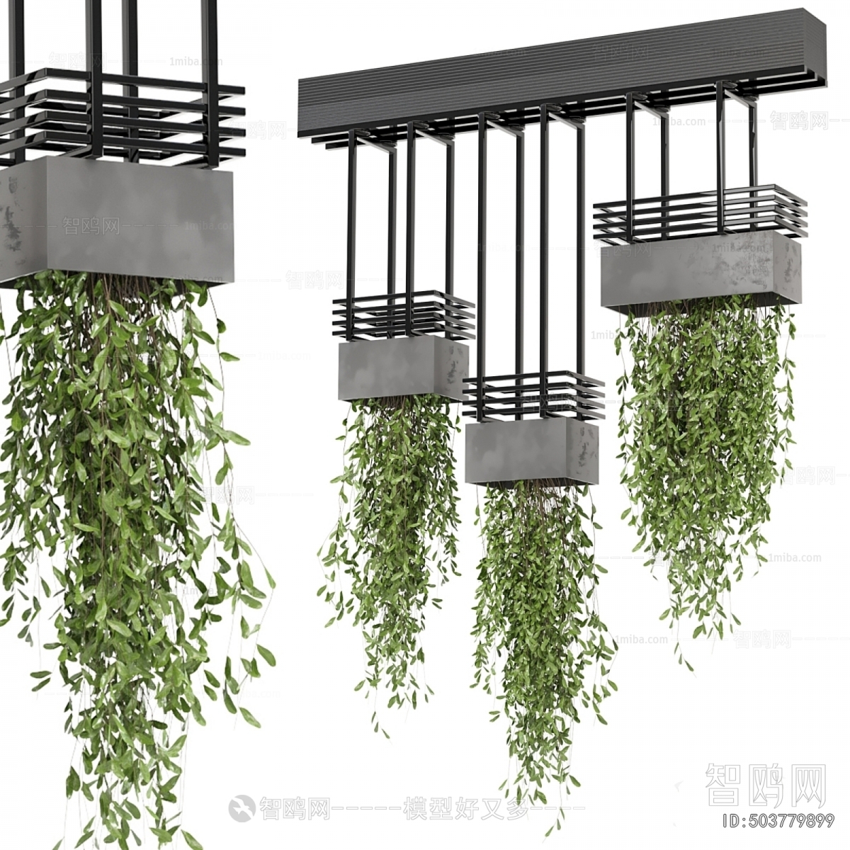 Modern Chlorophytum Comosum