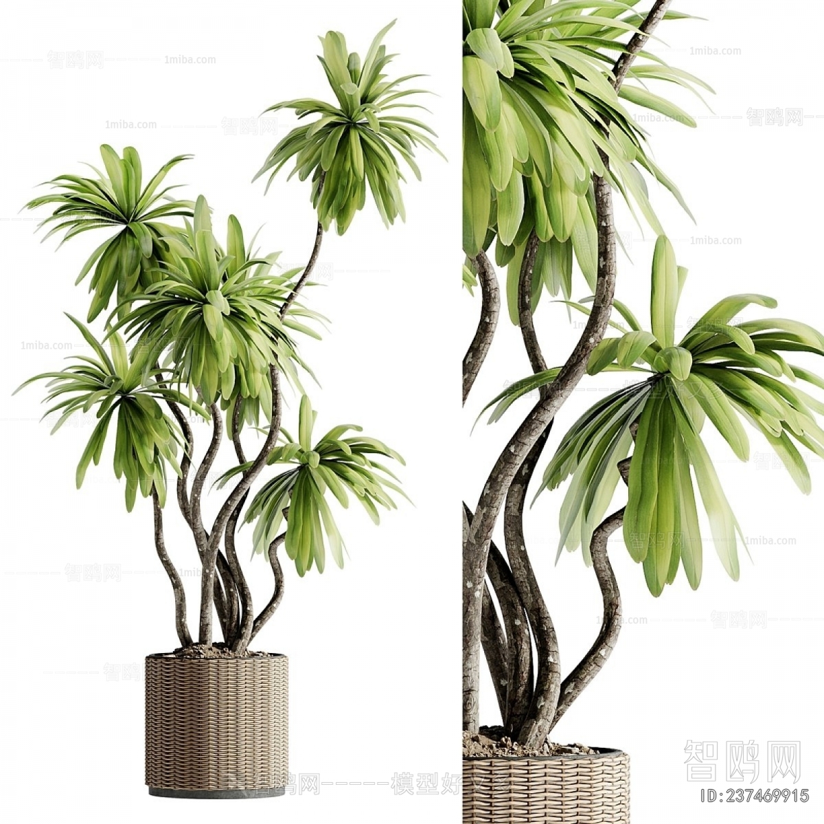 Modern Ground Green Plant Potted Plants