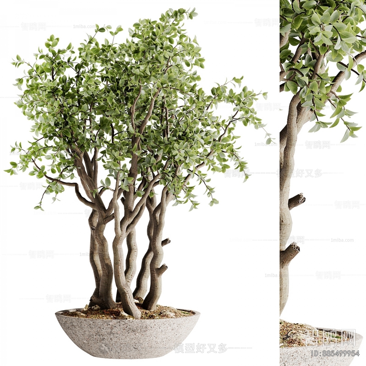 现代落地绿植盆栽树