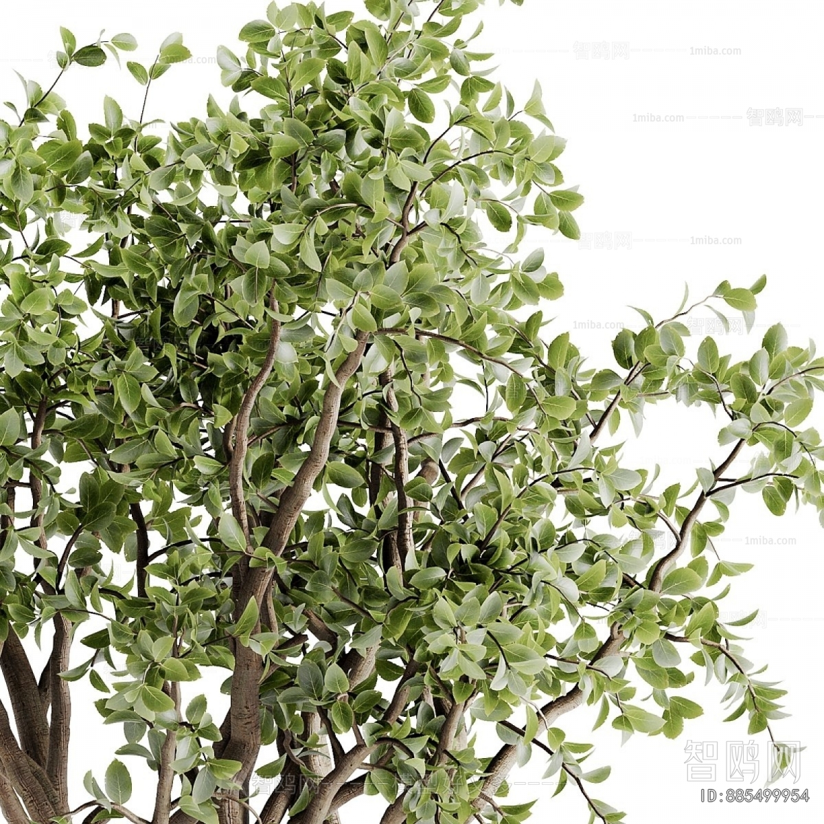 现代落地绿植盆栽树